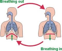 breathe in breathe out - ez breathe ventilation